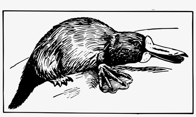 Big Image - Platypus, transparent png download
