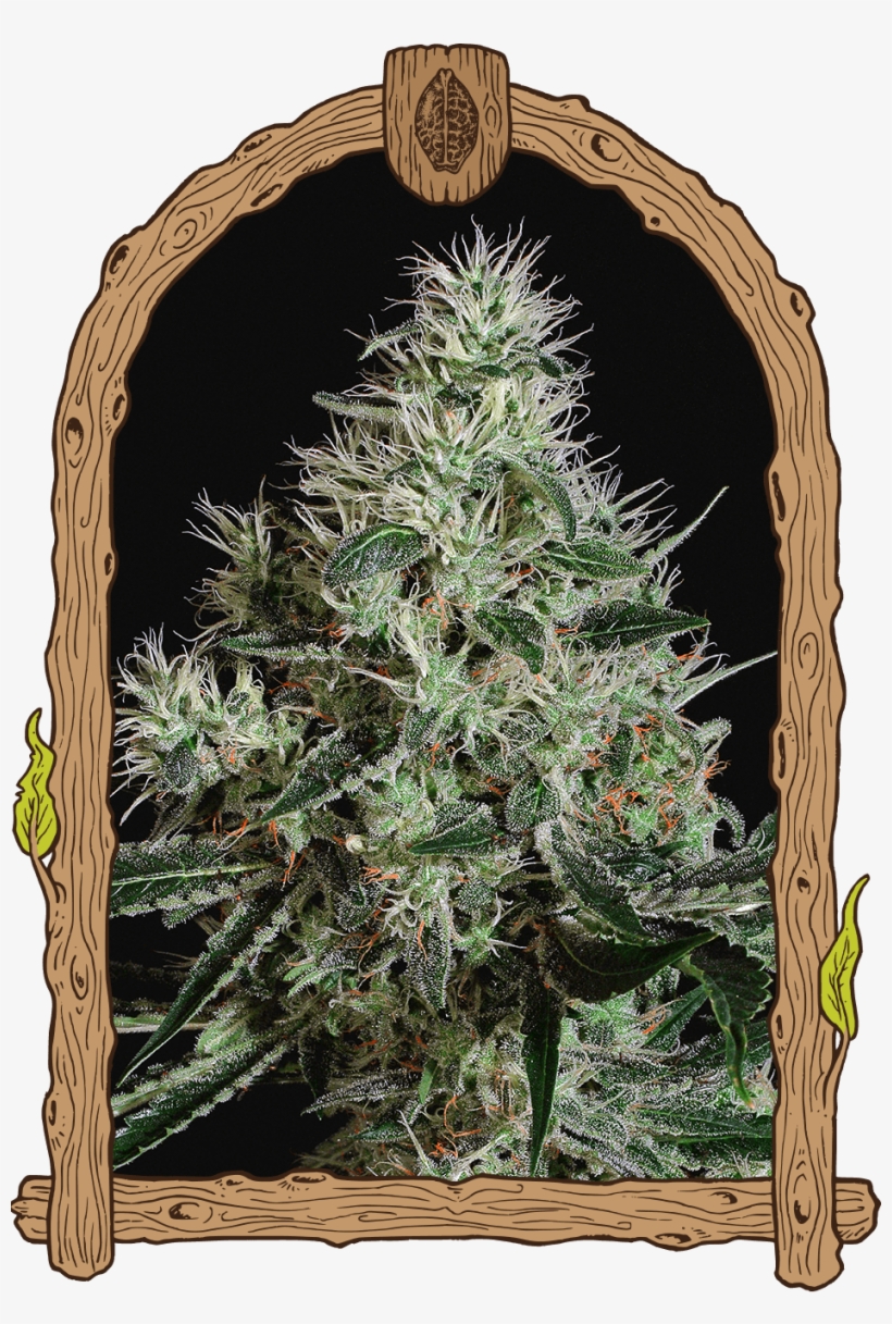 Mango Cream Reg Buy Marijuana Seeds Png Reg Marijuana - Mango Cream Auto Exotic Seeds, transparent png download