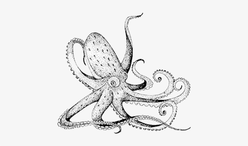 Головоногие моллюски внешнее строение. Внутреннее строение головоногих моллюсков осьминог. Строение головоногих моллюсков. Внутреннее строение головоногих моллюсков. Внешнее строение головоногих.