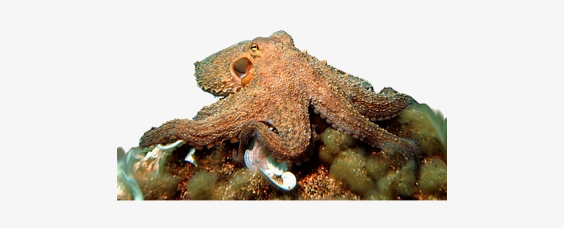 All Cephalopods Are Venomous - Can Octopuses Change Color, transparent png download