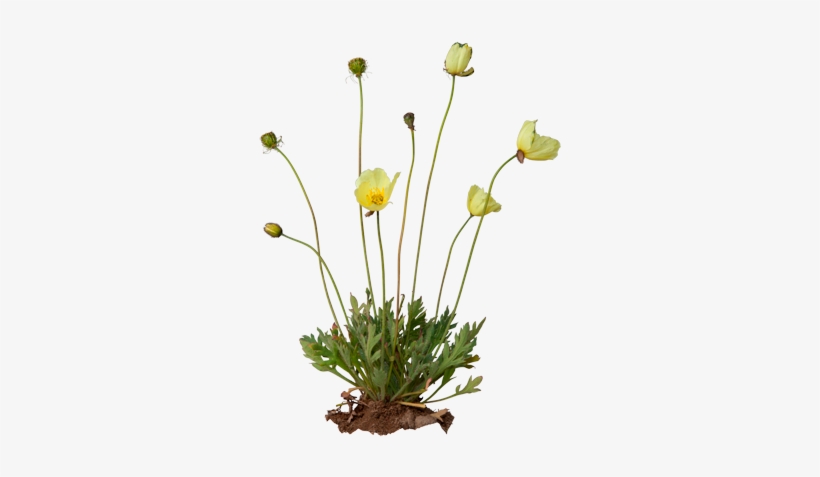 3d View - Arctic Poppy Transparent, transparent png download