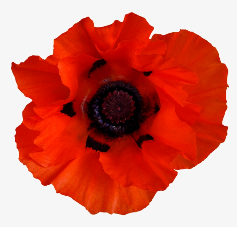 Poppy - Poppies Png, transparent png download