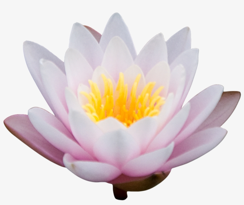 Png Lotus Bud Clipart - Portable Network Graphics, transparent png download