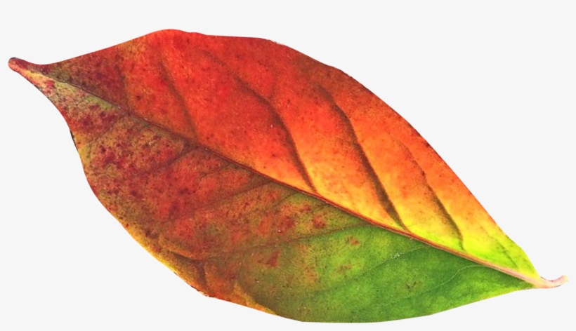 Autumn Leaf Png Transpa Image Pngpix - Autumn Leaf Transparent Background, transparent png download