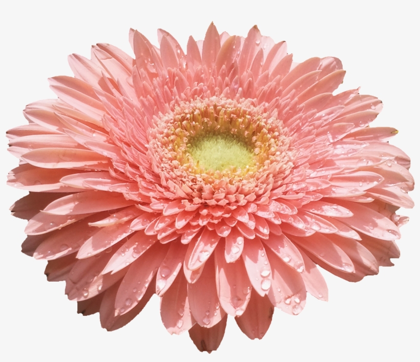 Flores Png - Flower, transparent png download