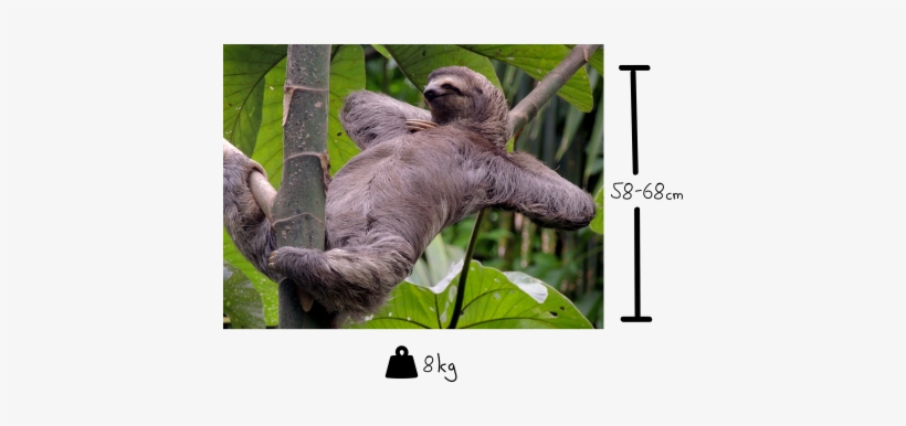 Some Fun Facts About Sloths - Am A Sloth, transparent png download