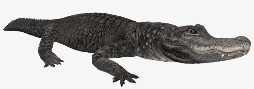 American Alligator - Everglades, transparent png download