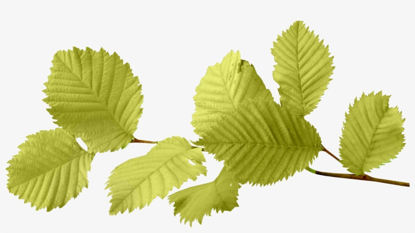 Autumn Leaves Png Image - Hojas Png, transparent png download