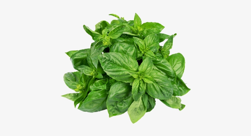 Watercolor Plant Png - Basil Leaves, transparent png download