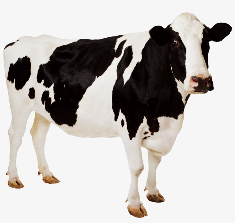 Free Png Cow Png Images Transparent - Imagen De Animales Vaca, transparent png download
