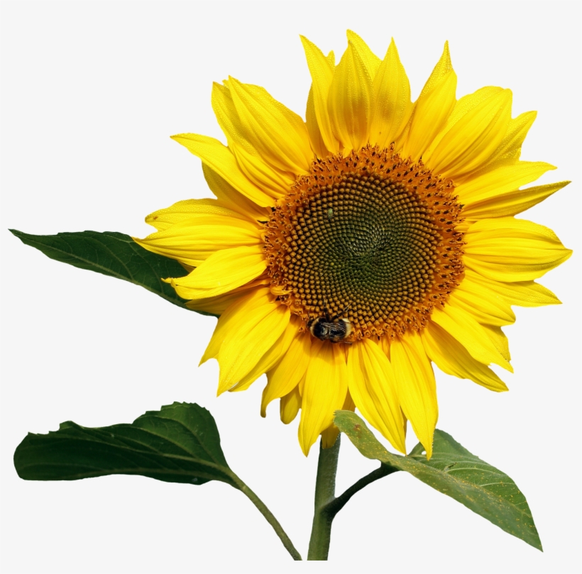 Free Sunflower Transparent Png Image - Transparent Background Sunflower Png, transparent png download