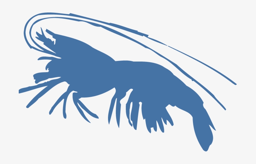 Shrimp, transparent png download