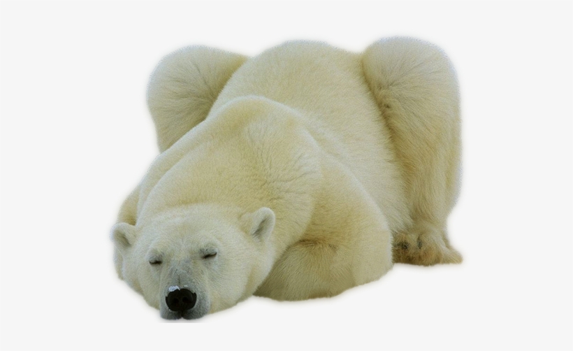 Share This Image - Polar Bear Note Cards (pk Of 10), transparent png download