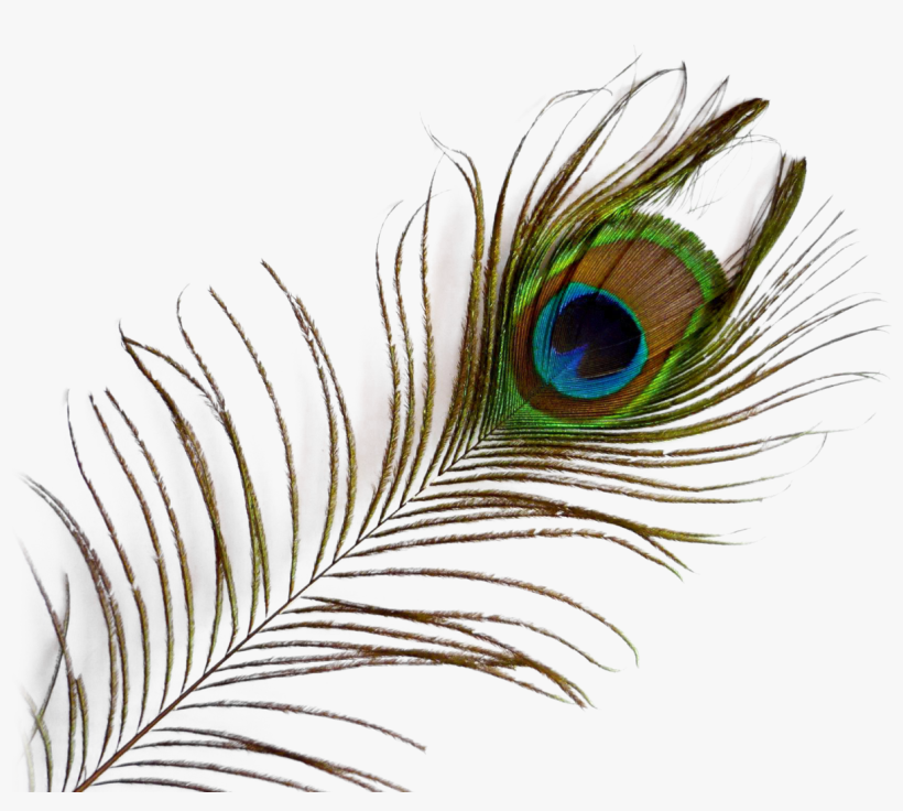 Peacock Feather Png Picture - Transparent Background Peacock Feather Png, transparent png download