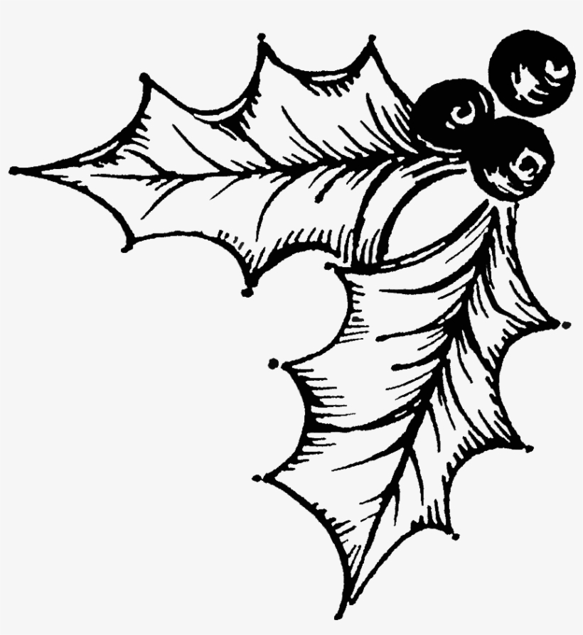 Holly Illustration - Illustration, transparent png download