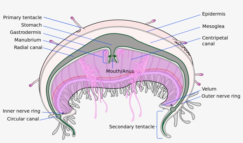 Cross Section Jellyfish En - Jellyfish Cross Section, transparent png download