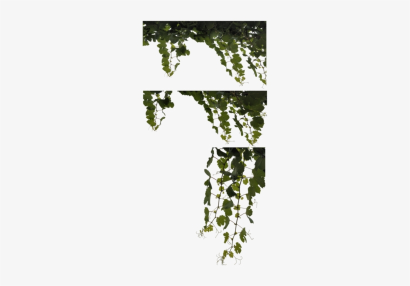 Clipart Vine Cabernet Sauvignon Leaf Png - Ivy, transparent png download