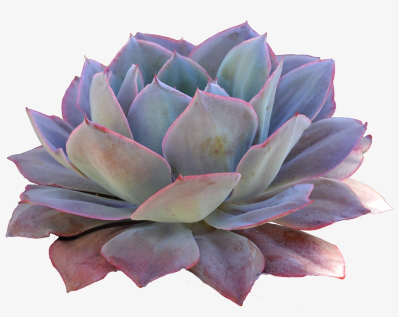 Transparent Succulent Plants - Succulent Transparent Background, transparent png download