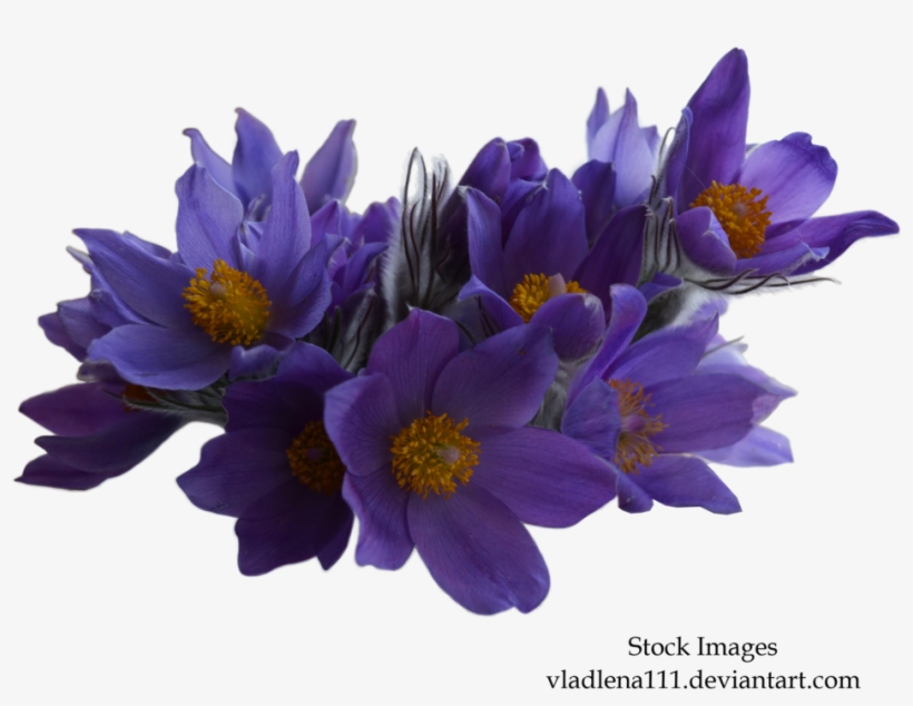 Spring By Vladlena On - Purple Flower Png, transparent png download