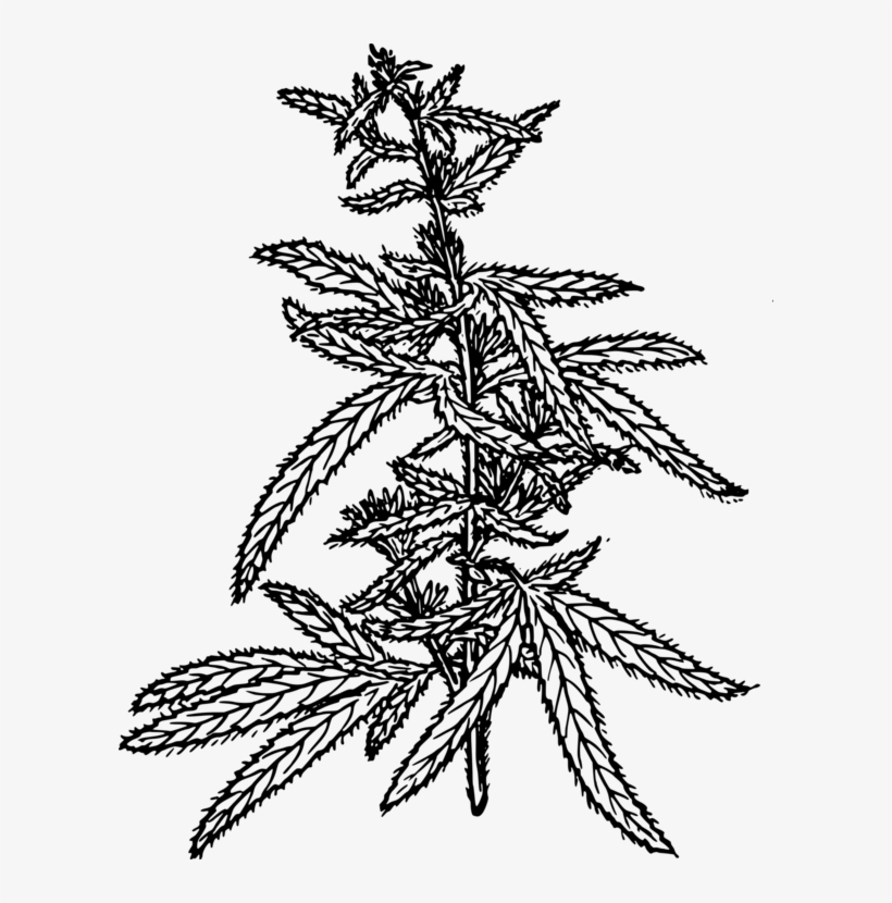 Hemp Medical Cannabis Cannabidiol Drawing - Hemp Drawing Png, transparent png download