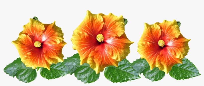 Hibiscus, Flowers, Arrangement, Tropical, Garden - Flower Arrangement Hibiscus, transparent png download