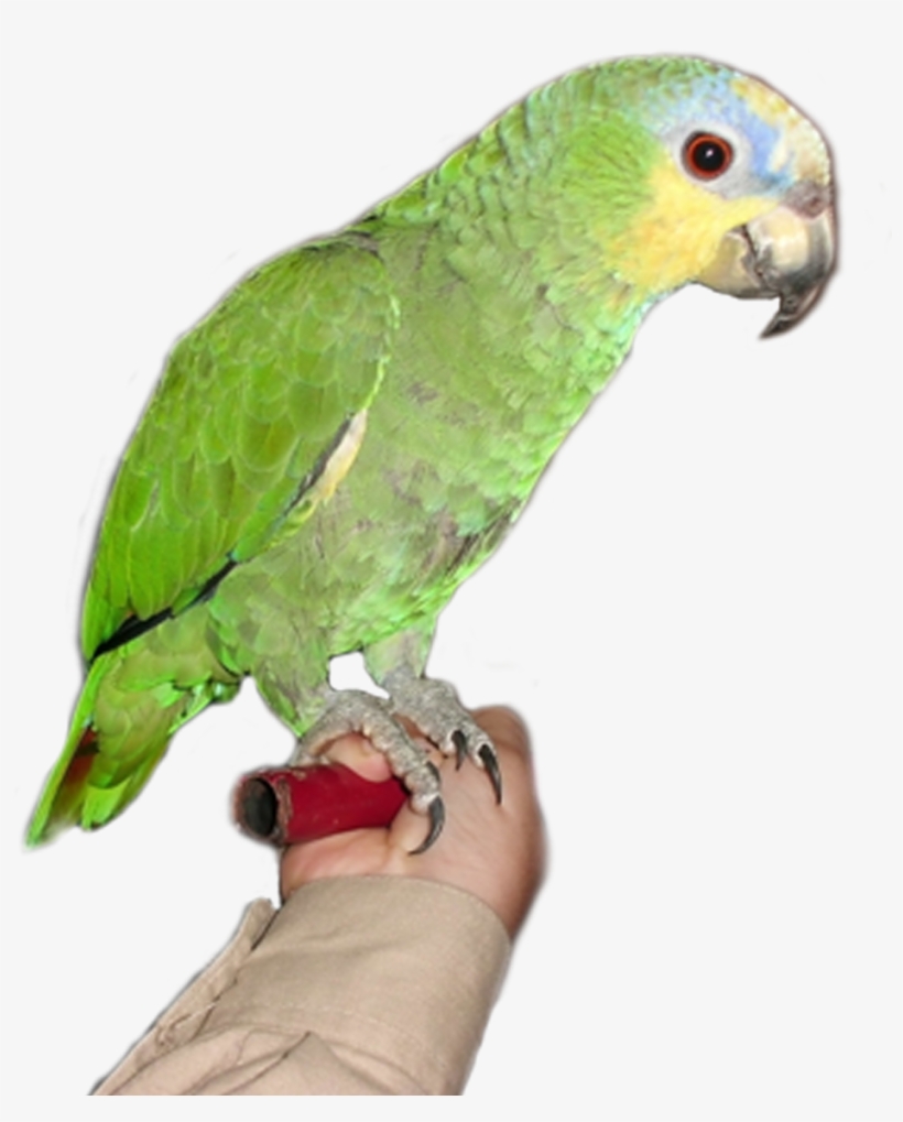 Browse And Download Parrot Png Pictures - Parrot, transparent png download