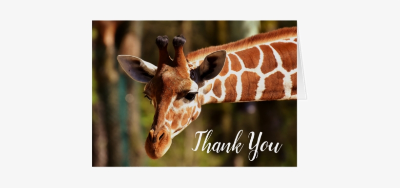 Happy Giraffe Note Card - Jirafas En Peligro De Extinción 2018, transparent png download