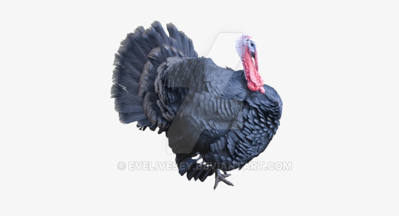 Turkey Png Clipart - Turkey Png, transparent png download