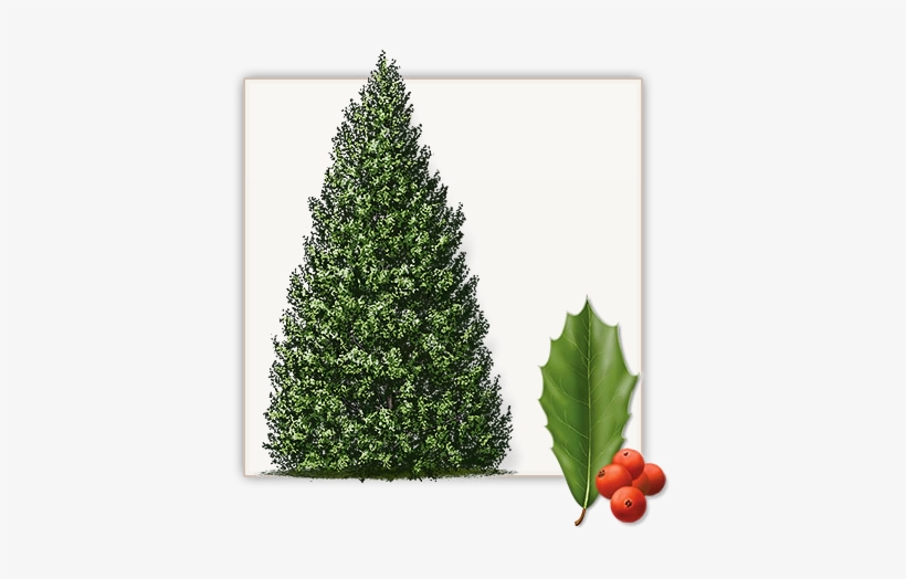 Foster Holly Trees Dallas Foster Holly Growth Rate PNG Image