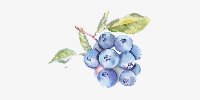 Report Abuse - Watercolor Blueberry Bush Illustration, transparent png download