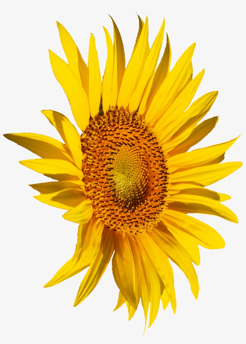 Free Download - Zazzle Sommer-sonnenblumen Tough Iphone 6 Hülle, transparent png download