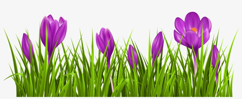 Free Crocus Cliparts, Download Free Clip Art, Free - Crocus Clipart, transparent png download
