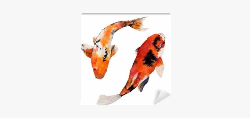 Watercolor Oriental Rainbow Carp Set Carpe Koi Aquarelle Png Image Transparent Png Free Download On Seekpng Watercolor Oriental Rainbow Carp Set Carpe Koi Aquarelle Png Image Transparent Png Free Download On Seekpng