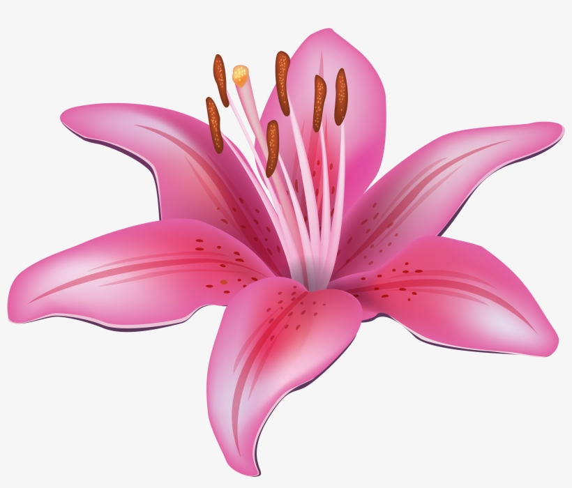 Pink Lily Flower Png Clipart - Lily Flower Clip Art, transparent png download