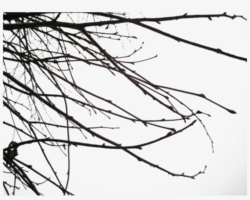Free Png Branch Free Png Images Transparent - Branch Shadow Png, transparent png download