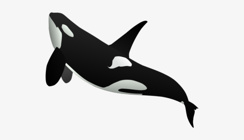 Killer Whale Png - Whale Png, transparent png download
