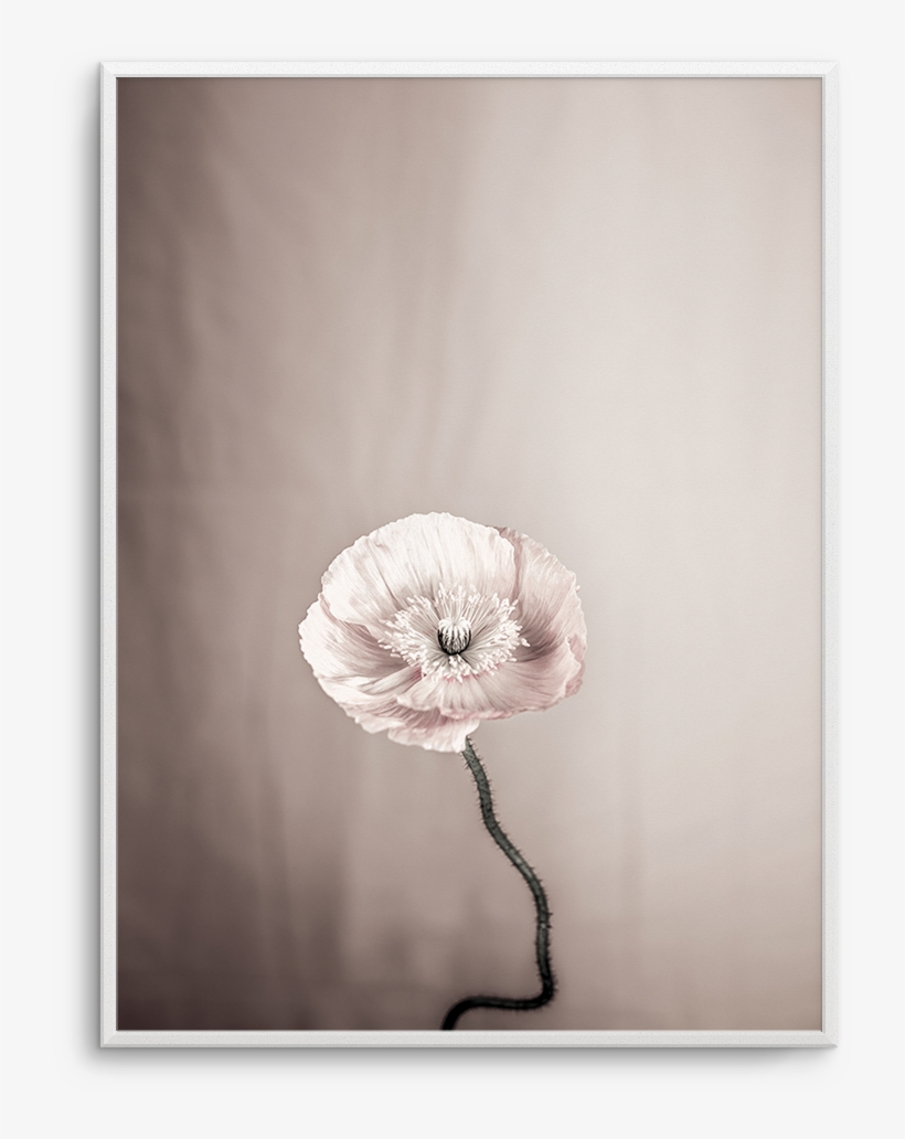 Femme Fleur - Poppy, transparent png download