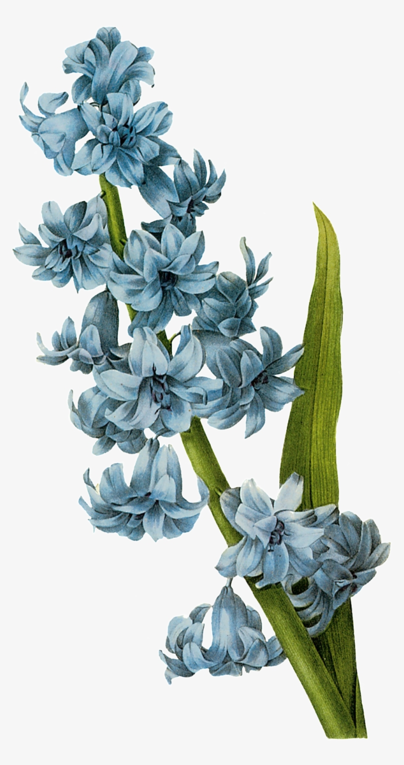 Hand Painted Flowers Picture Of Orchid - Hyacinth Botanical Drawing, transparent png download