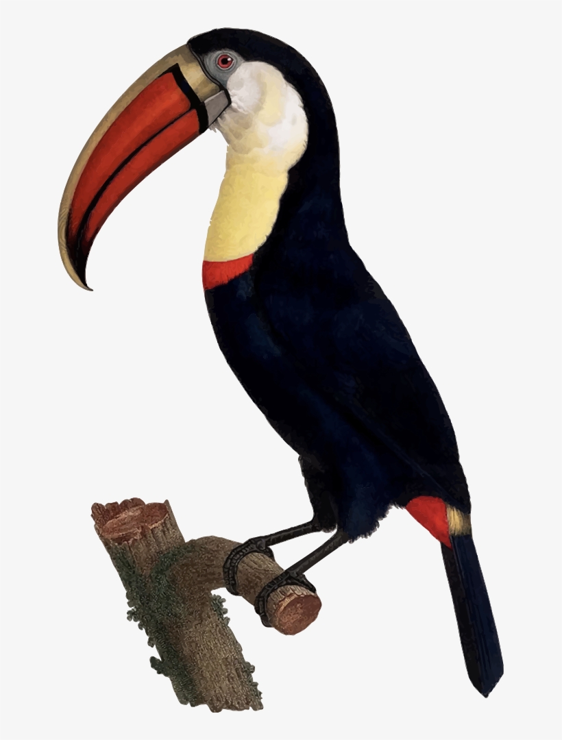 Toucan - Giclee Painting: Levaillant's Hand Coloured Engraving, transparent png download