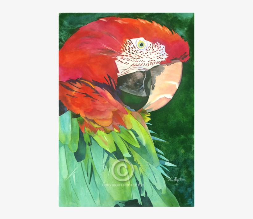 World Renowned And Award Winning Watercolor Artist - Macaw, transparent png download