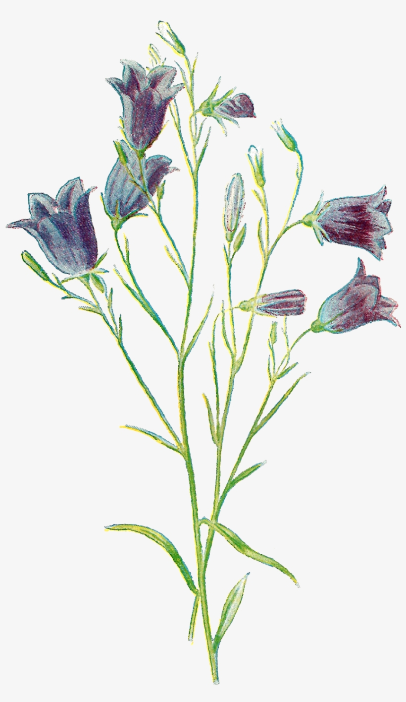 Wildflower Harebell Artwork Download Png - Hare-bell Poster Print By Gwendolyn Babbitt, transparent png download