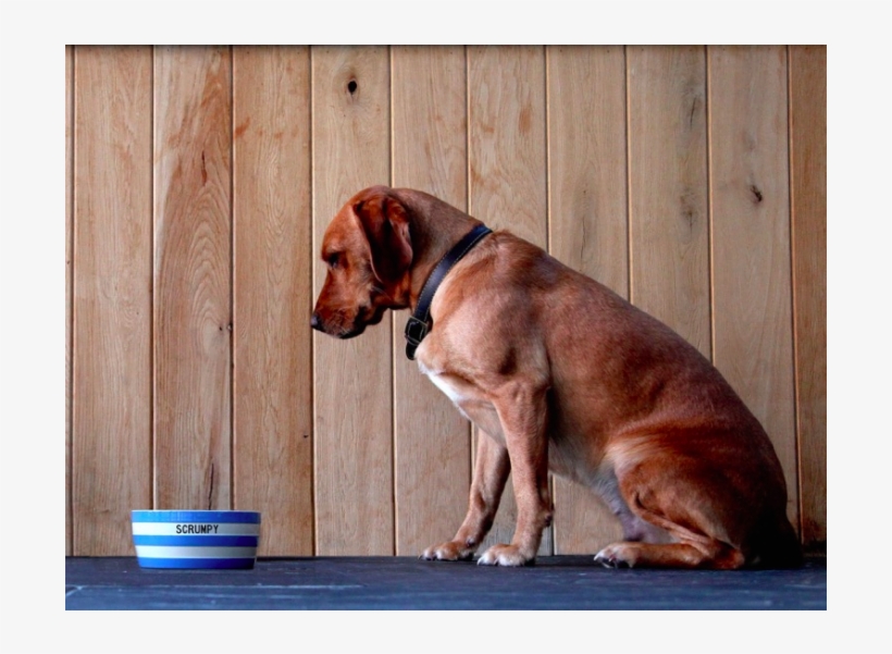 Dog Bowl - Hunting Dog, transparent png download