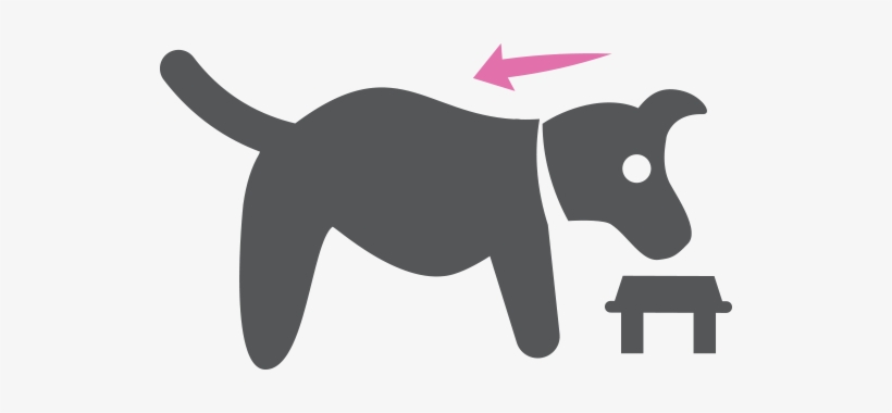 Elevated Pet Bowl - Pet, transparent png download