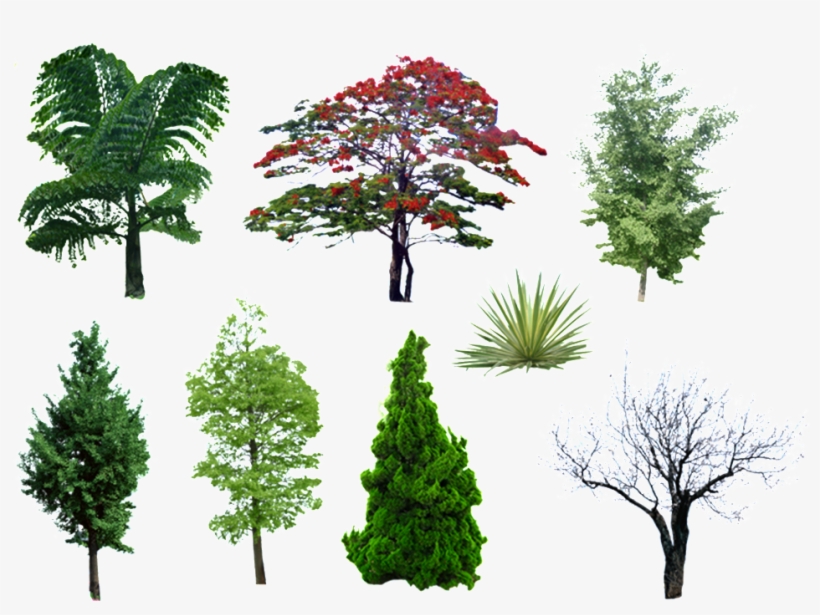 Ocho Tipos De Árbol Verde Paisaje Png Estetico - 效果 图, transparent png download