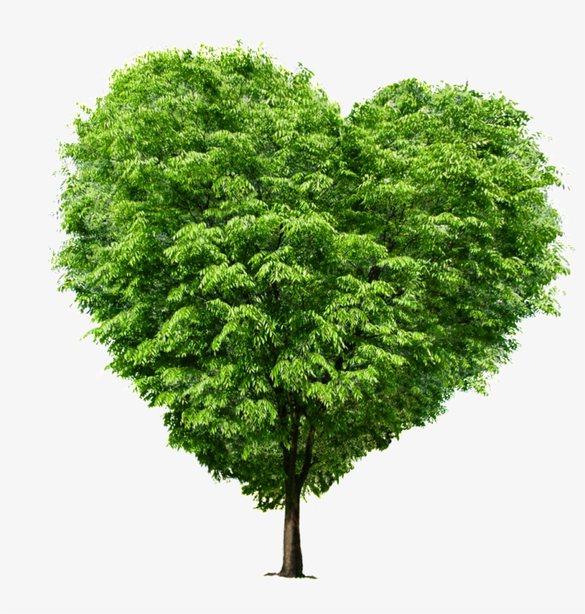 De Alta Definicion De Árbol Corazón Verde - Tree With White Background, transparent png download