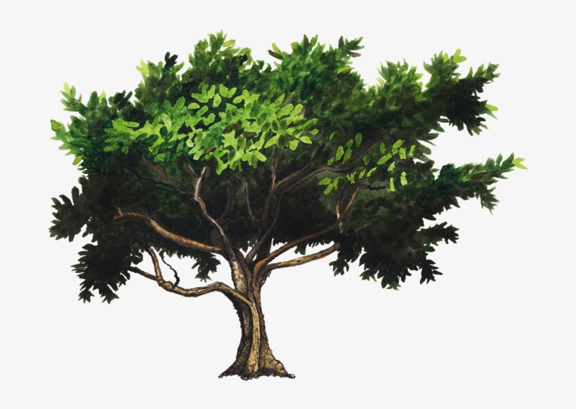 Arbol De Guayaba Png, transparent png download