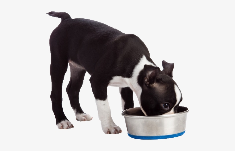 Adults Amounts To Feed Will Vary Depending Upon Age, - Dog And Food Bowl, transparent png download