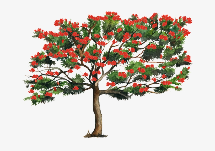 Www - Biodiversidad - Gob - Mx - Arbol Tulipan Africano Png, transparent png download