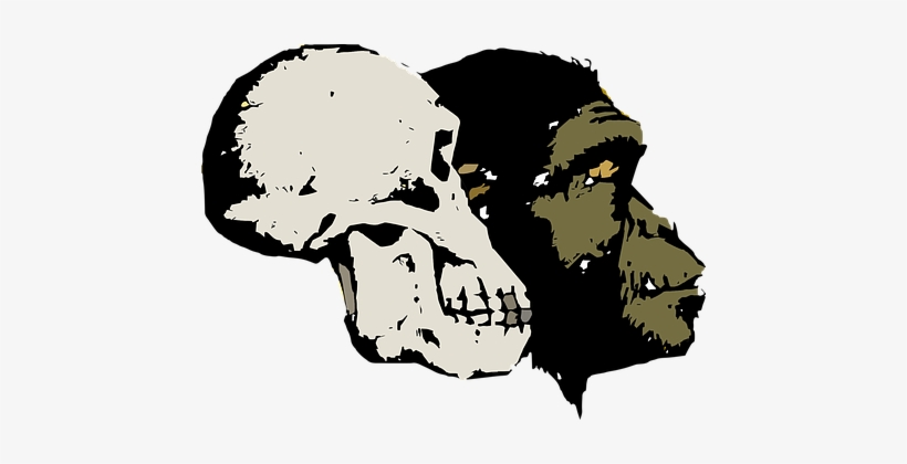 Evolution Skull Head Old Artifact Excavati - “after Its Kind”, transparent png download