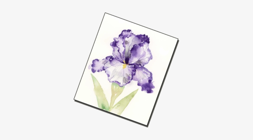 Jake Marshall A Purple Iris Watercolors Paintings - Watercolor Painting, transparent png download